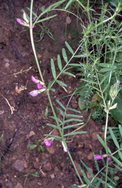APII jpeg image of Vicia sativa subsp. nigra  © contact APII