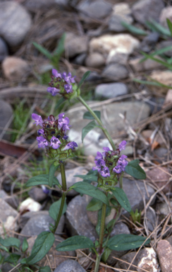 APII jpeg image of Prunella vulgaris  © contact APII