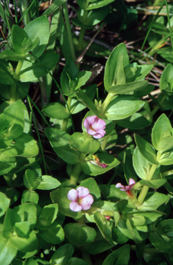 APII jpeg image of Gratiola peruviana  © contact APII