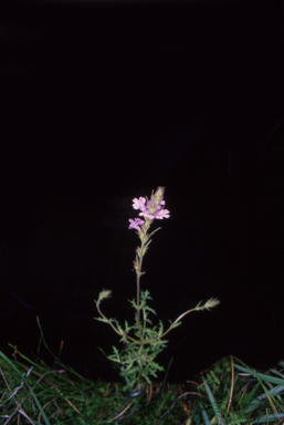 APII jpeg image of Euphrasia caudata  © contact APII