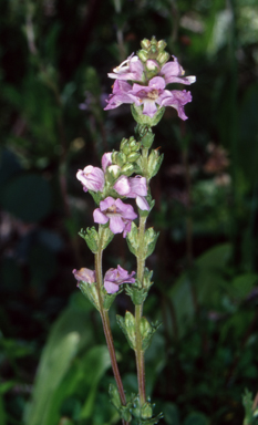 APII jpeg image of Euphrasia collina subsp. paludosa  © contact APII