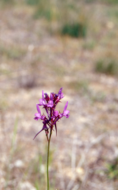 APII jpeg image of Linaria pelisseriana  © contact APII