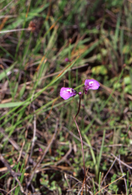 APII jpeg image of Utricularia dichotoma  © contact APII