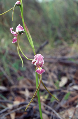 APII jpeg image of Diuris dendrobioides  © contact APII