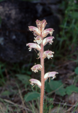 APII jpeg image of Orobanche minor  © contact APII