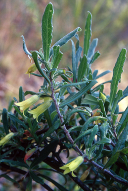 APII jpeg image of Billardiera scandens  © contact APII