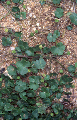 APII jpeg image of Hydrocotyle algida  © contact APII