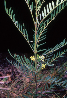 APII jpeg image of Polyscias sambucifolia subsp. Short leaflets  © contact APII