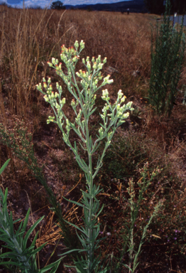 APII jpeg image of Erigeron bonariensis  © contact APII