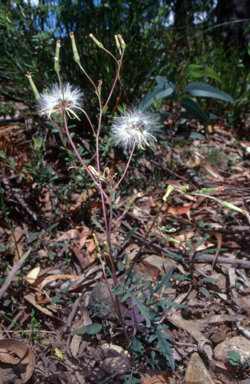 APII jpeg image of Arrhenechthites mixtus  © contact APII