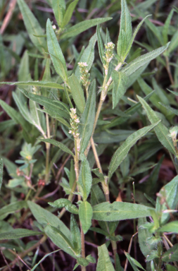 APII jpeg image of Persicaria prostrata  © contact APII