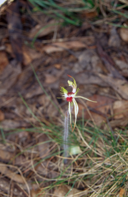 APII jpeg image of Caladenia phaeoclavia  © contact APII