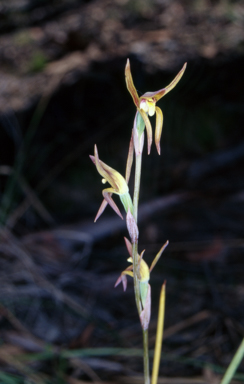 APII jpeg image of Lyperanthus suaveolens  © contact APII