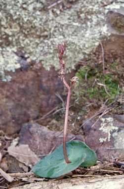 APII jpeg image of Acianthus collinus  © contact APII