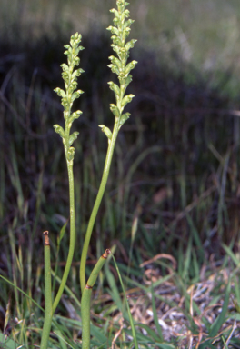 APII jpeg image of Microtis unifolia  © contact APII