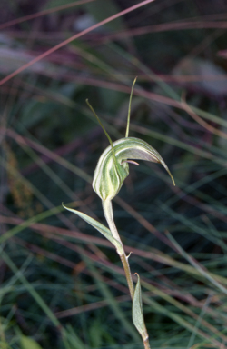 APII jpeg image of Pterostylis aestiva  © contact APII