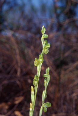 APII jpeg image of Pterostylis mutica  © contact APII
