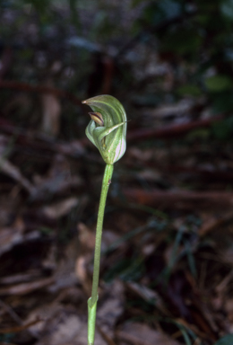 APII jpeg image of Pterostylis curta  © contact APII