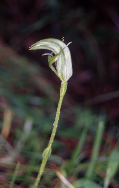 APII jpeg image of Pterostylis monticola  © contact APII