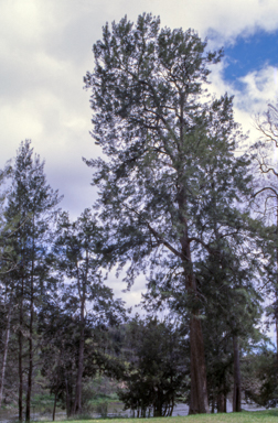 APII jpeg image of Casuarina cunninghamiana subsp. cunninghamiana  © contact APII