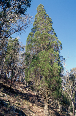 APII jpeg image of Callitris endlicheri  © contact APII