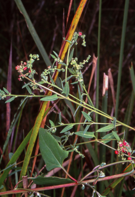 APII jpeg image of Einadia nutans subsp. nutans  © contact APII