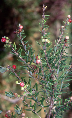 APII jpeg image of Acrothamnus hookeri  © contact APII