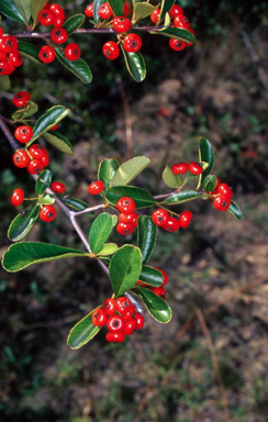 APII jpeg image of Pyracantha crenulata  © contact APII