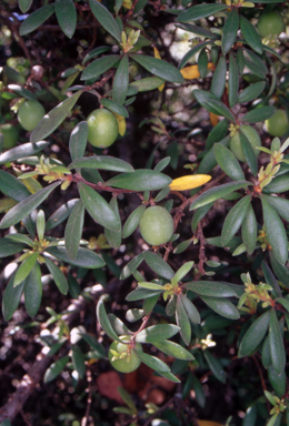 APII jpeg image of Persoonia subvelutina  © contact APII