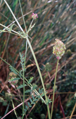 APII jpeg image of Sanguisorba minor  © contact APII