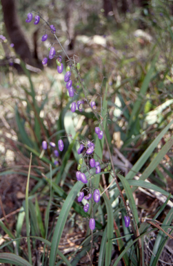 APII jpeg image of Dianella tasmanica  © contact APII