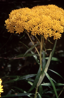 APII jpeg image of Cassinia aureonitens  © contact APII