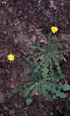 APII jpeg image of Hypochaeris glabra  © contact APII