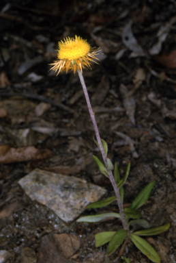 APII jpeg image of Coronidium oxylepis  © contact APII