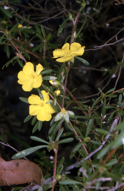 APII jpeg image of Hibbertia linearis  © contact APII