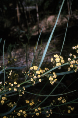 APII jpeg image of Daviesia wyattiana  © contact APII