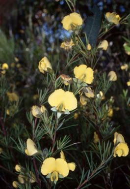 APII jpeg image of Gompholobium grandiflorum  © contact APII