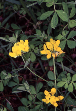 APII jpeg image of Lotus uliginosus  © contact APII