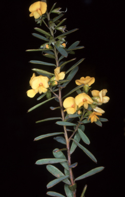 APII jpeg image of Pultenaea flexilis  © contact APII