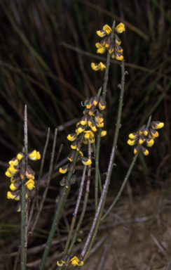 APII jpeg image of Sphaerolobium minus  © contact APII