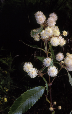 APII jpeg image of Callicoma serratifolia  © contact APII