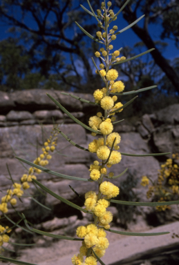 APII jpeg image of Acacia elongata  © contact APII