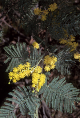 APII jpeg image of Acacia dealbata subsp. subalpina  © contact APII
