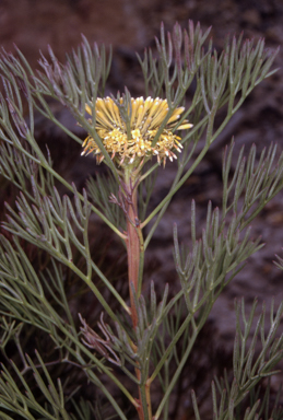 APII jpeg image of Isopogon anethifolius  © contact APII