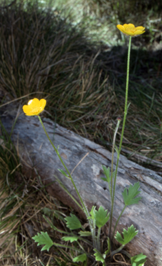 APII jpeg image of Ranunculus graniticola  © contact APII