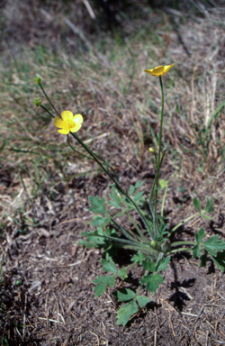APII jpeg image of Ranunculus lappaceus  © contact APII
