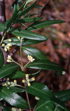 APII jpeg image of Santalum obtusifolium  © contact APII
