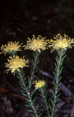 APII jpeg image of Leionema diosmeum  © contact APII