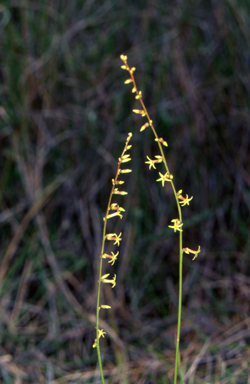 APII jpeg image of Stackhousia nuda  © contact APII