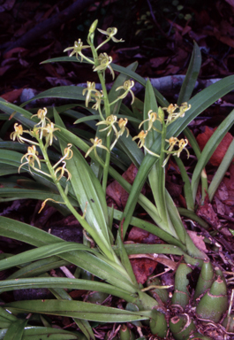 APII jpeg image of Liparis reflexa  © contact APII